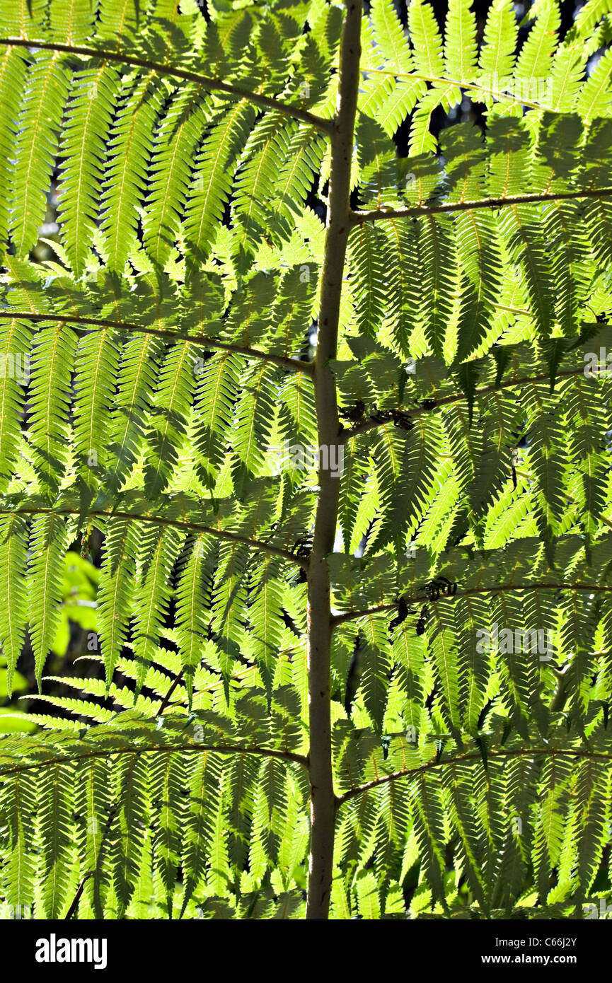 Leaves of a Silver Tree Fern Frond by Bridal Veil Falls near Makomako Raglan Waikato North Island New Zealand Stock Photo