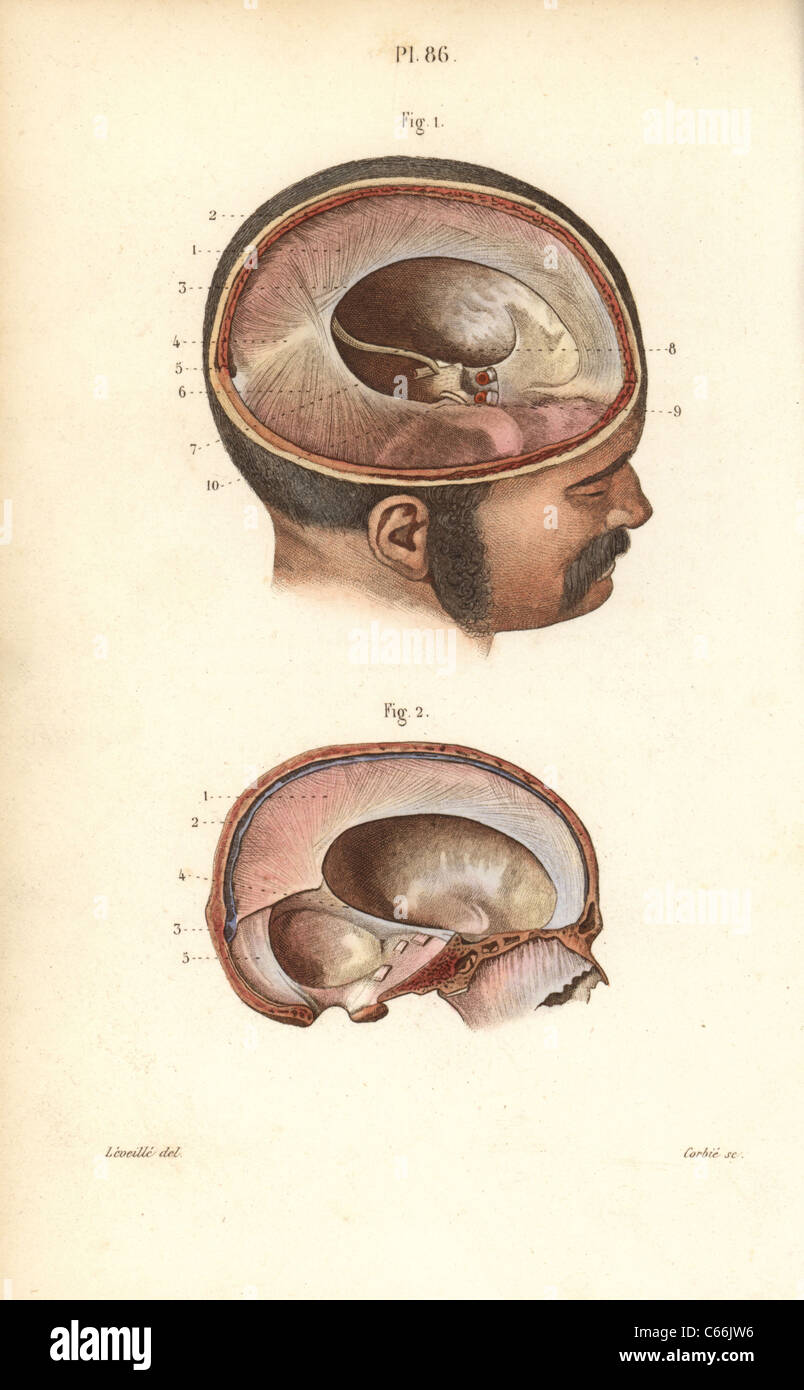 Cross sections through the skull. Stock Photo