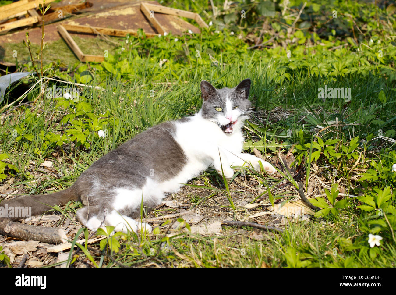 relaxed cat licks his lips Stock Photo