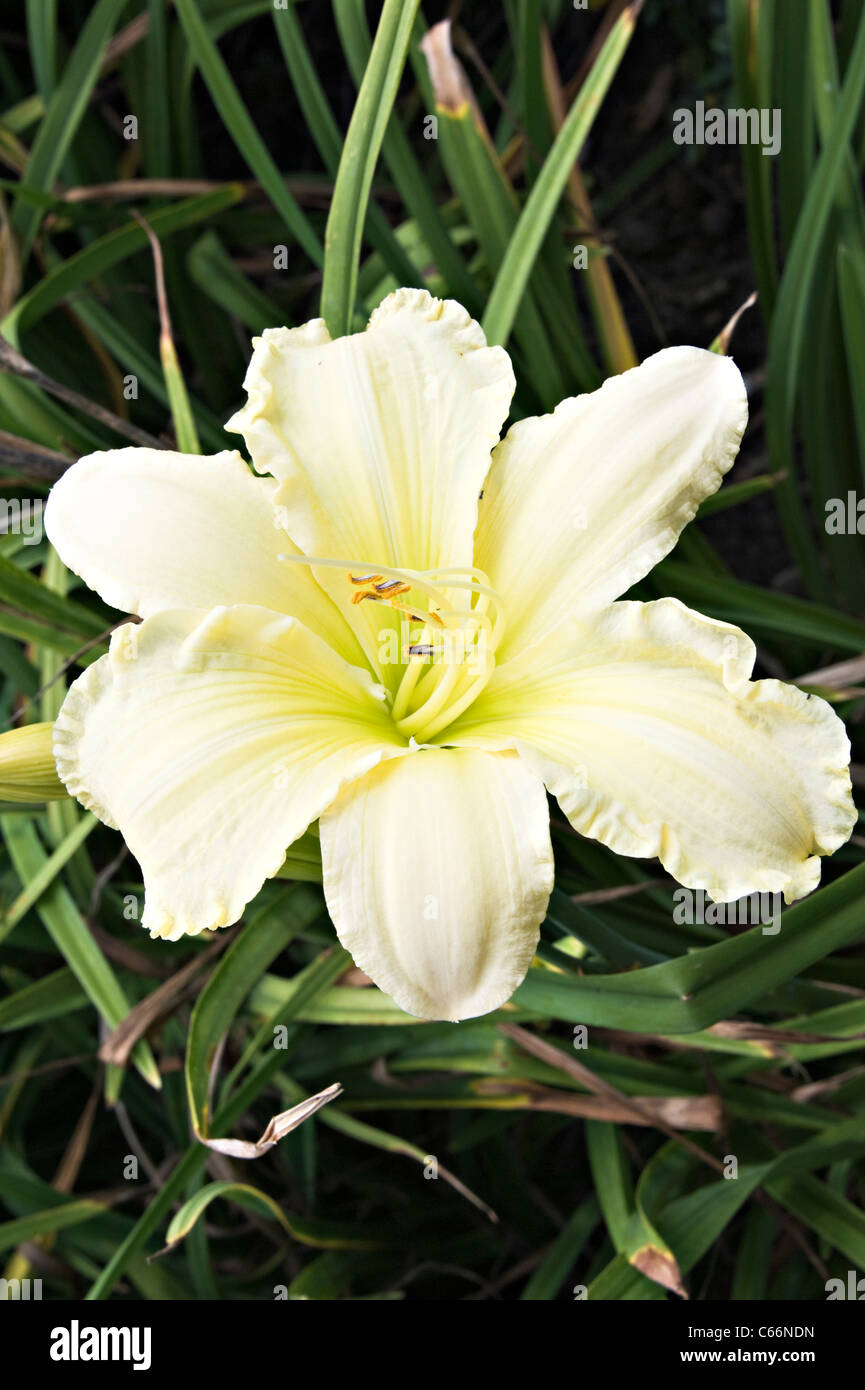 Gentle Shepherd Daylily Bloom in Flower at Hamilton Gardens Waikato