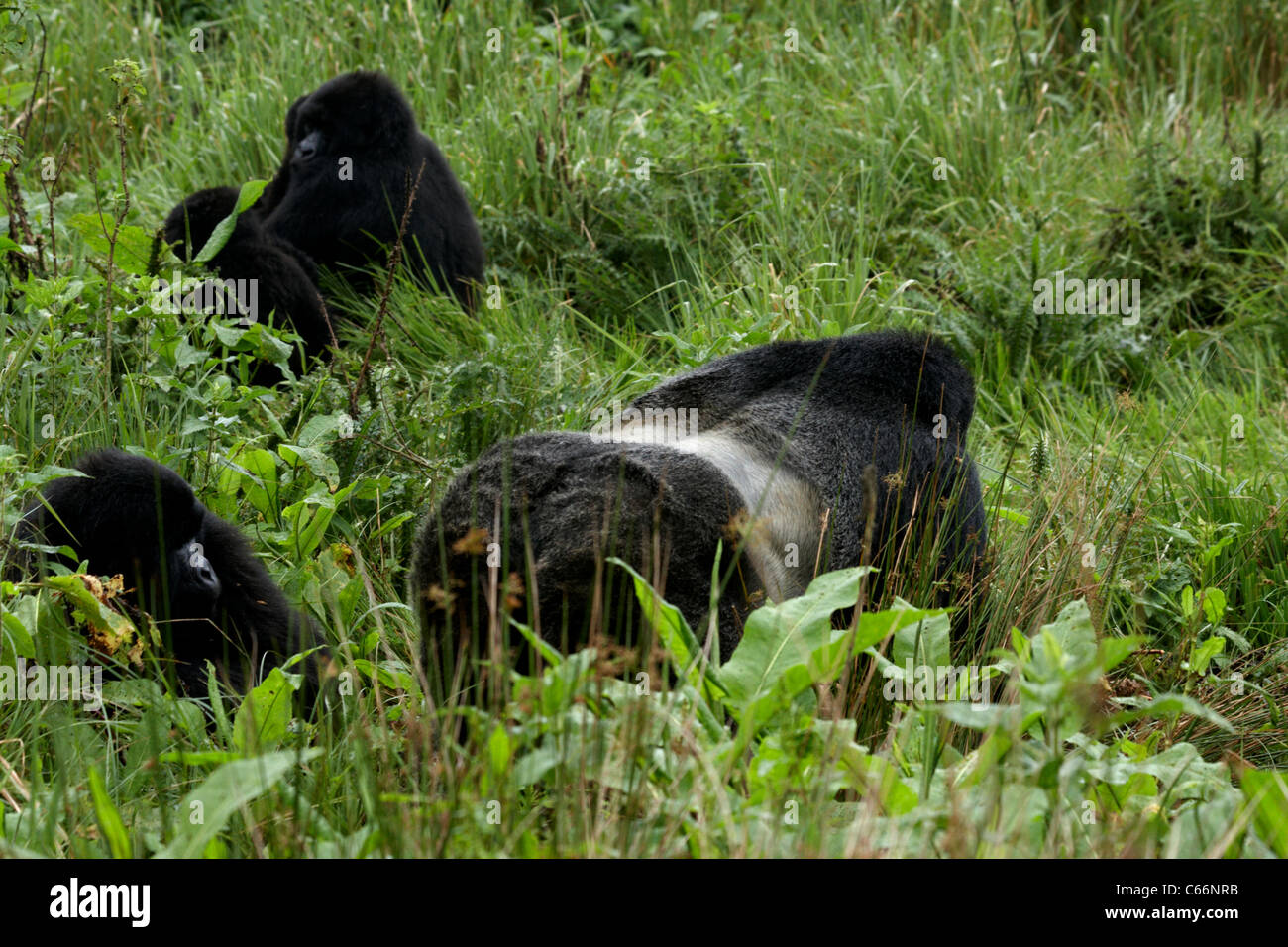 Mountain gorilla (Gorilla gorilla beringei) family group Stock Photo