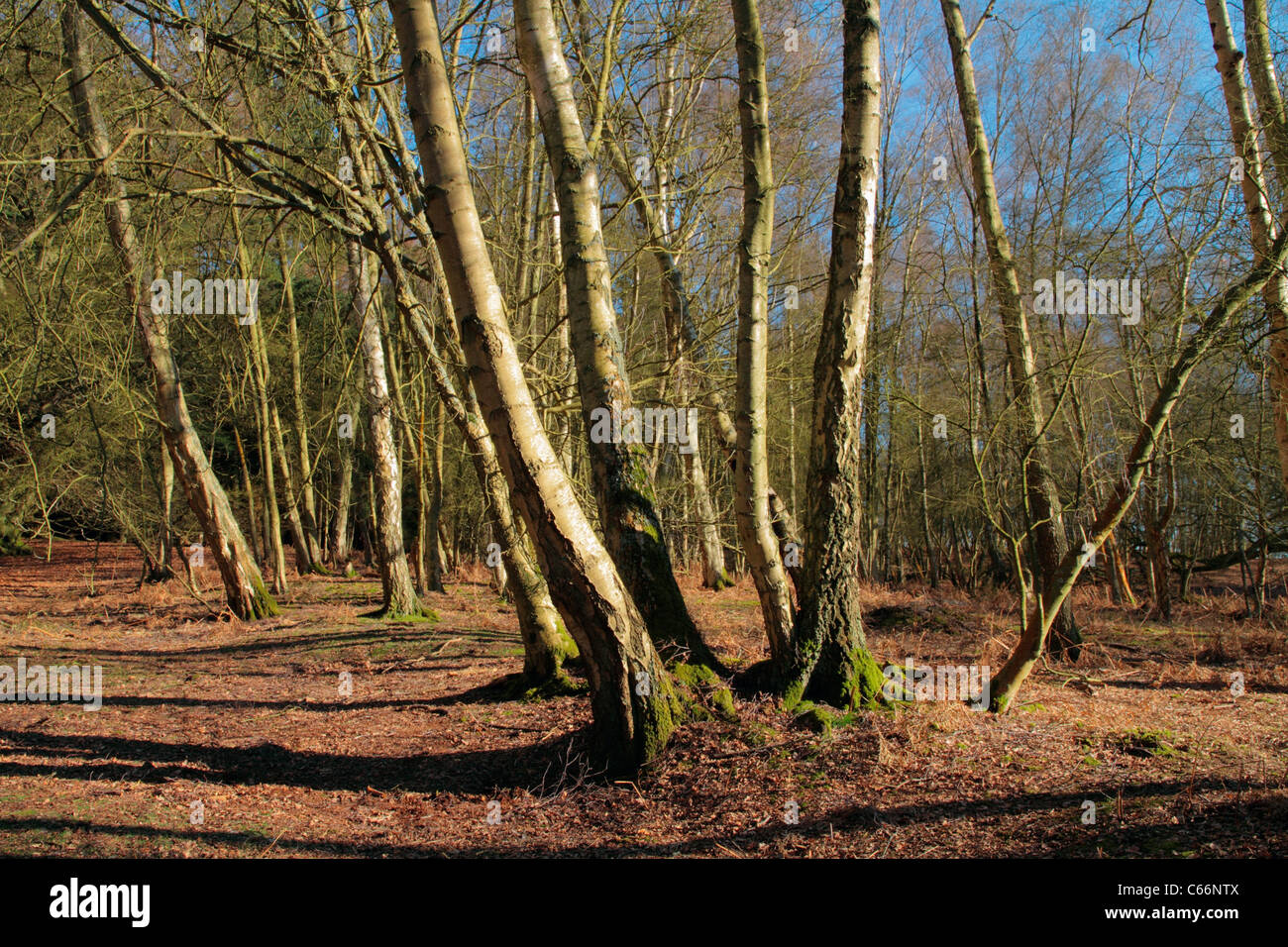 Abinger Roughs near Abinger Hammer in the Surrey Hills between Dorking