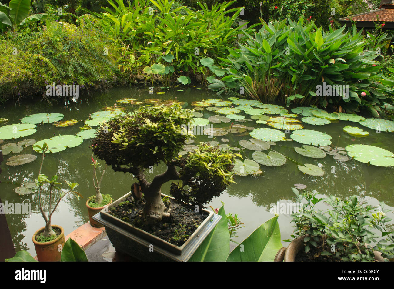 beautiful lotus pond with 'mai dat' bonsai tree at a heritage home in Bangkok,Thailand Stock Photo
