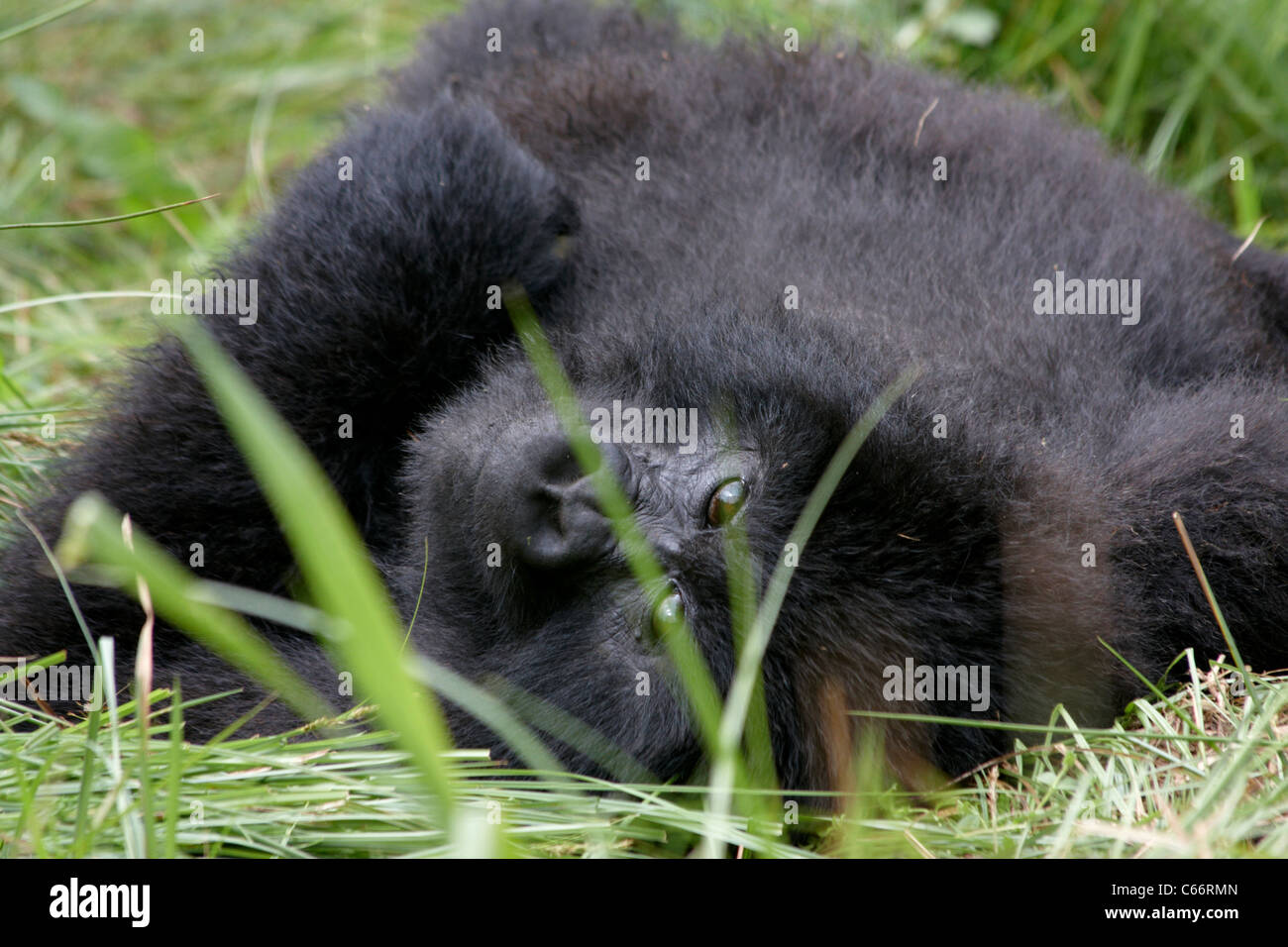 Mountain gorilla (Gorilla gorilla beringei) resting and playing Stock Photo