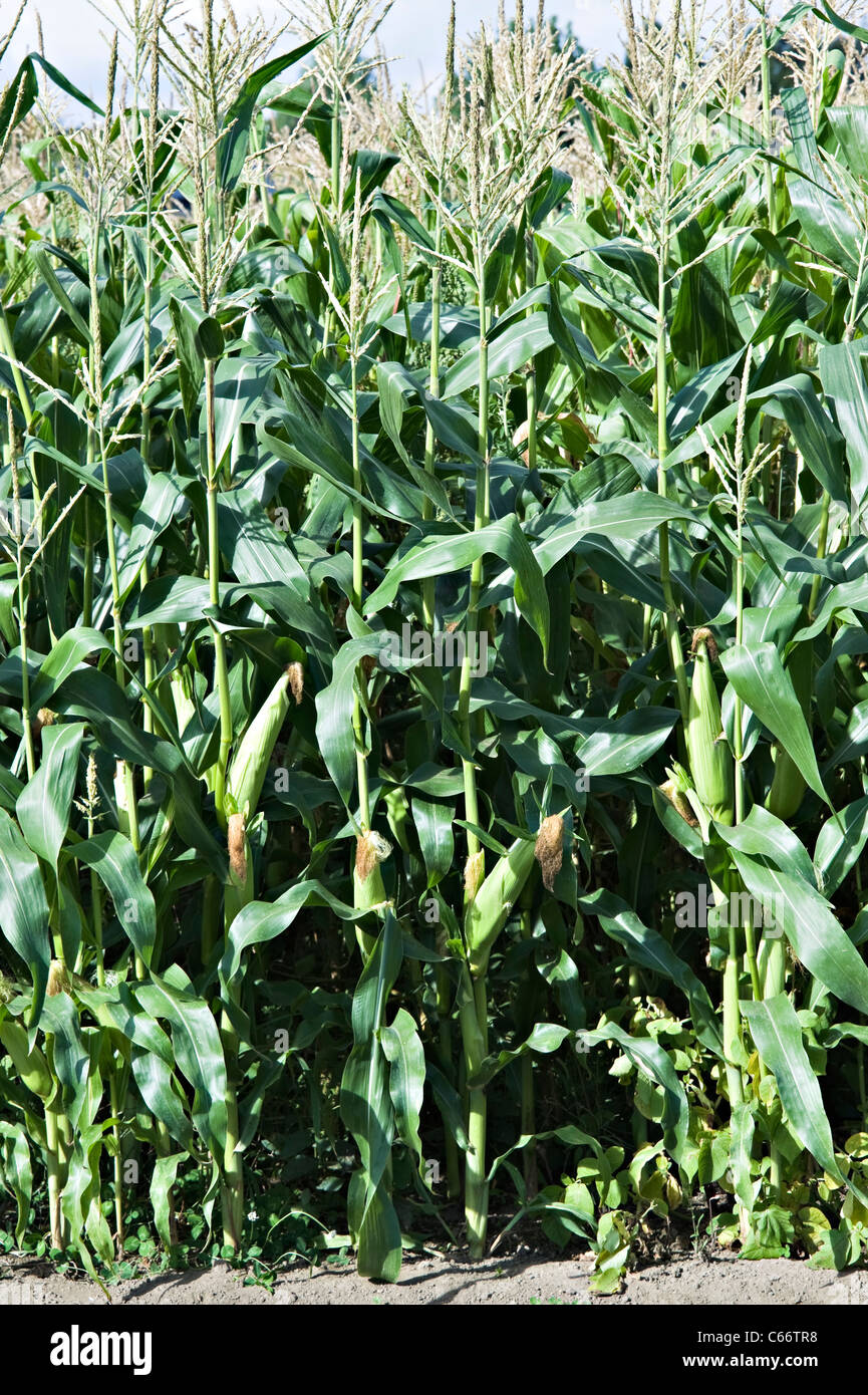 Maize or Sweet Corn [Corn on the Cob} Growing in a Field at Te Kowhai near Hamilton Waikato North Island New Zealand Stock Photo