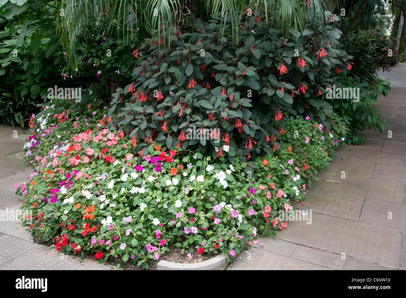 London, Kew Gardens, Royal Horticultural Society - fuchsias and begonias in the Temperate House Stock Photo