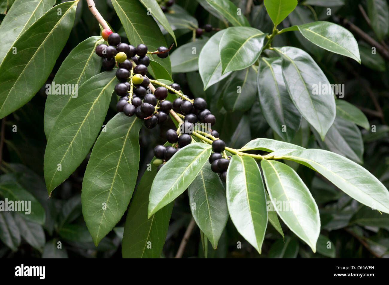 Fruit rhododendron hires stock photography and images Alamy