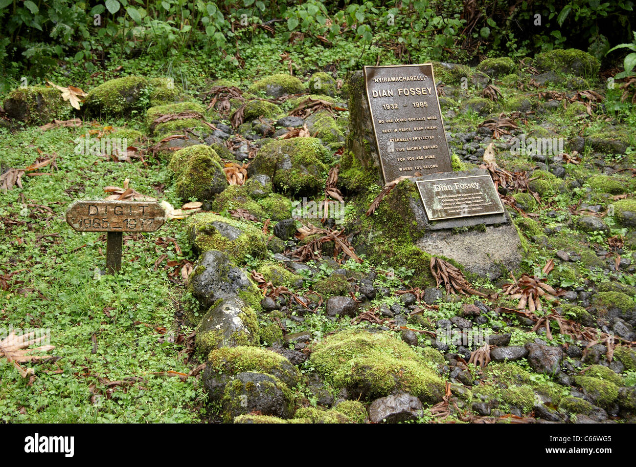 Dian fossey not movie hi-res stock photography and images - Alamy
