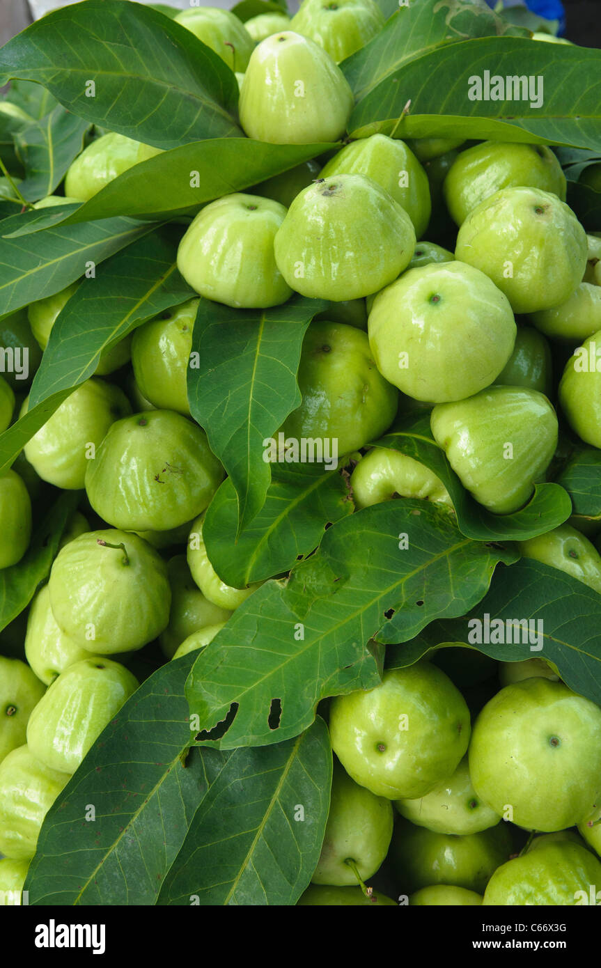 Vietnam Rose High Resolution Stock Photography And Images Alamy