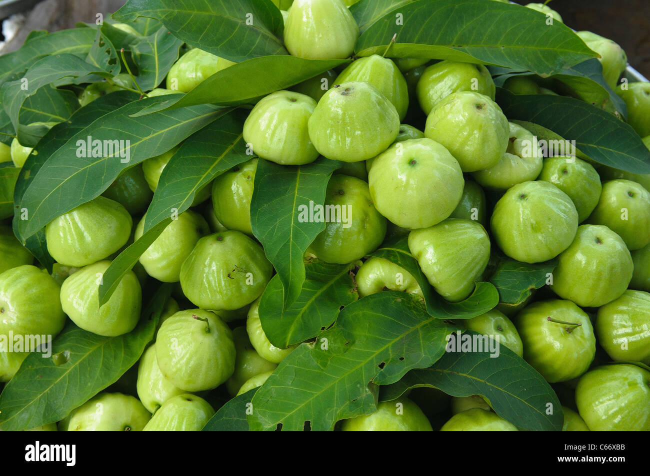 green rose apples in the market on Phu Quoc Island in Vietnam Stock