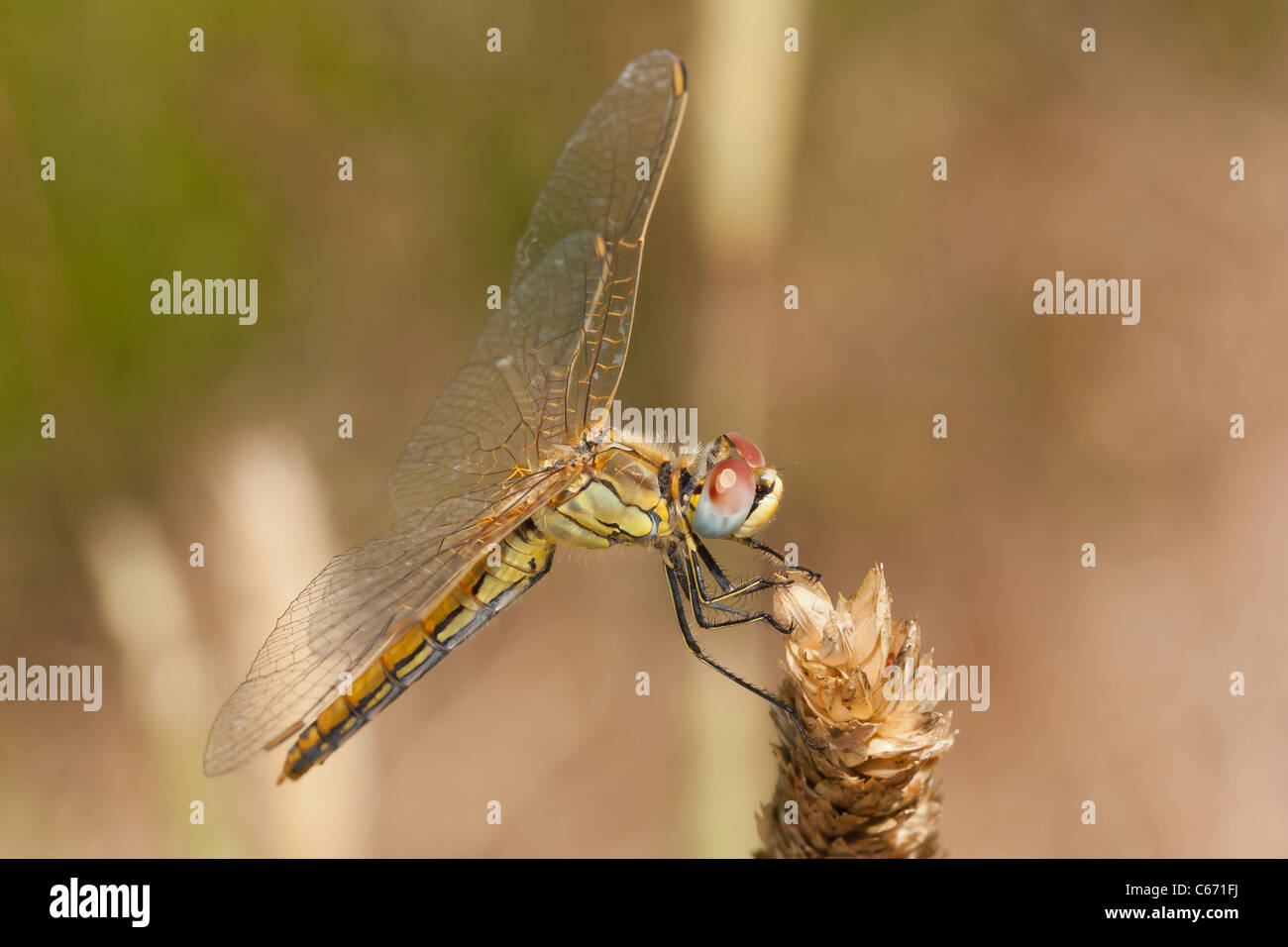 A life-size closeup of a yellow dragonfly Stock Photo - Alamy