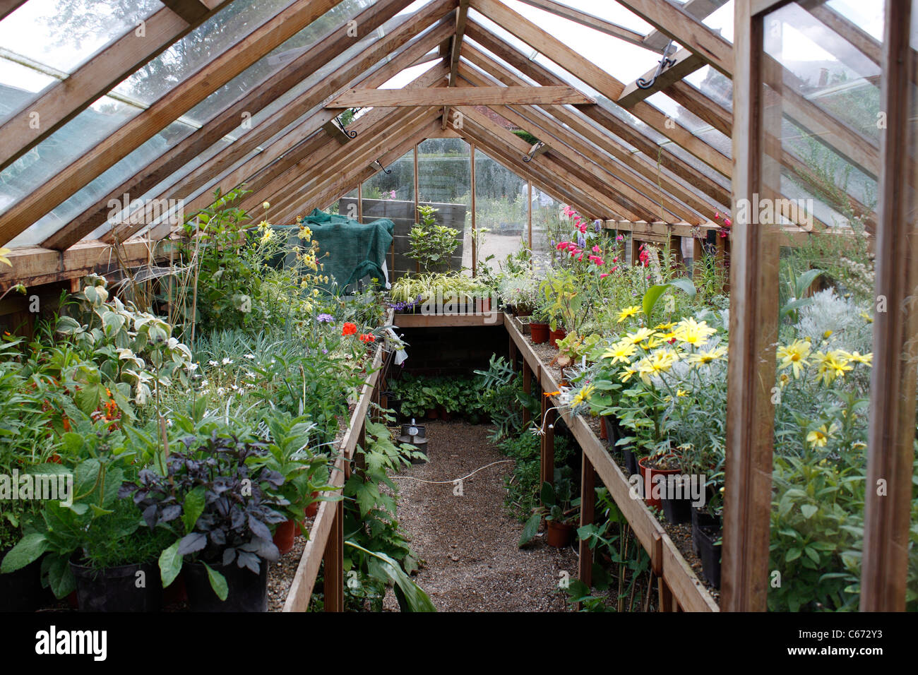 TIMBER GREENHOUSE INTERIOR IN EARLY SUMMER Stock Photo - Alamy