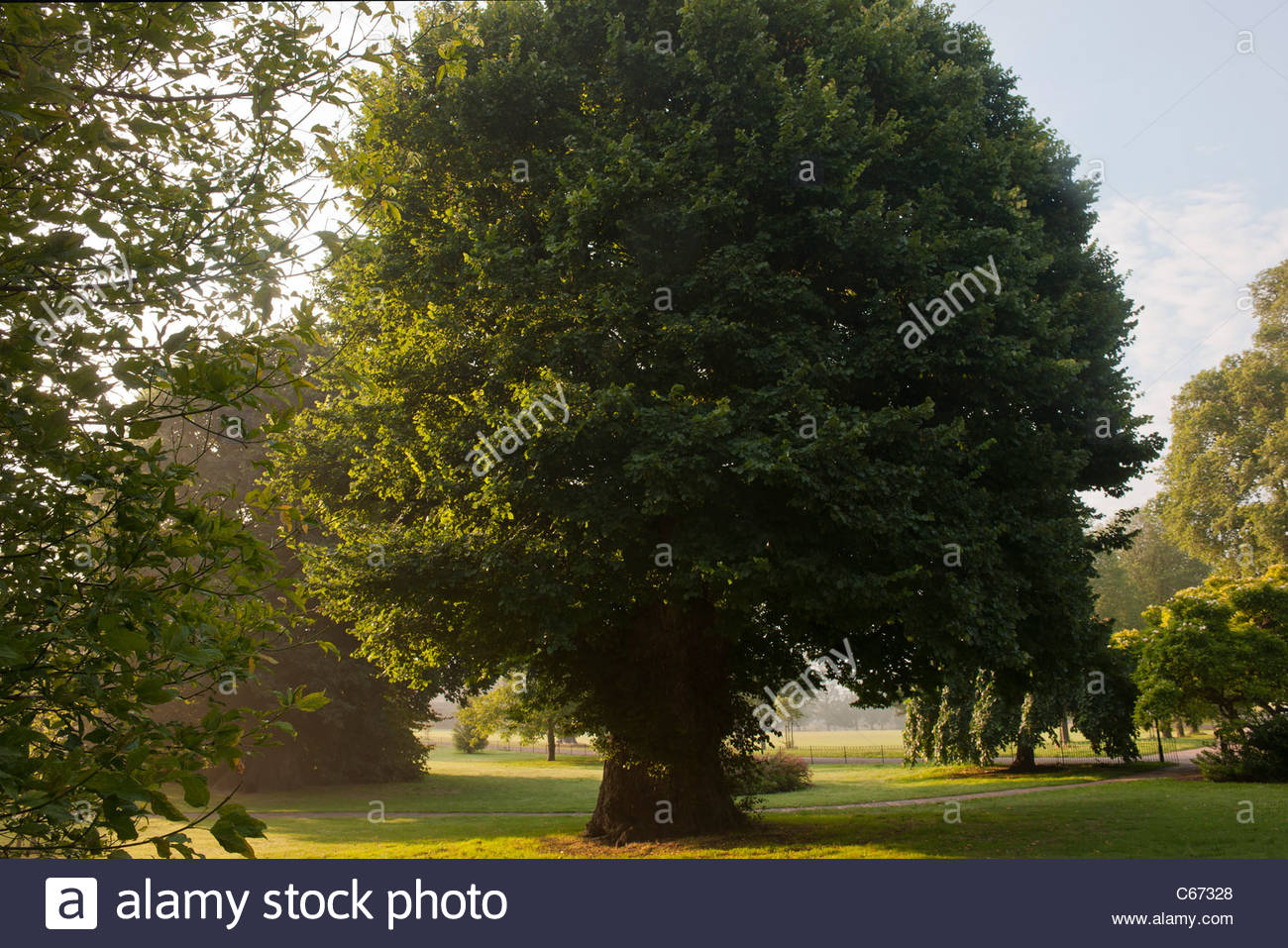 English Elm Stock Photos & English Elm Stock Images Alamy