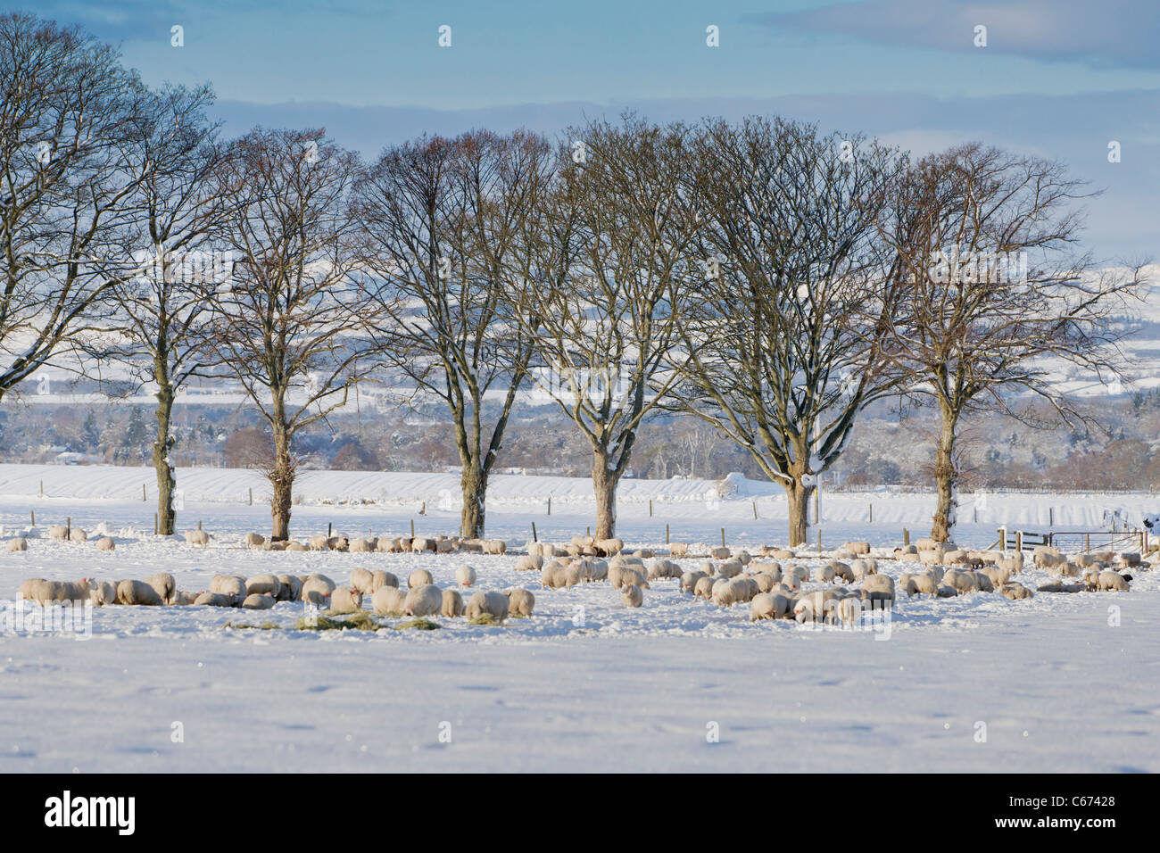 Winter scene in Perthshire Scotland - sheep feeding during the winter months Stock Photo