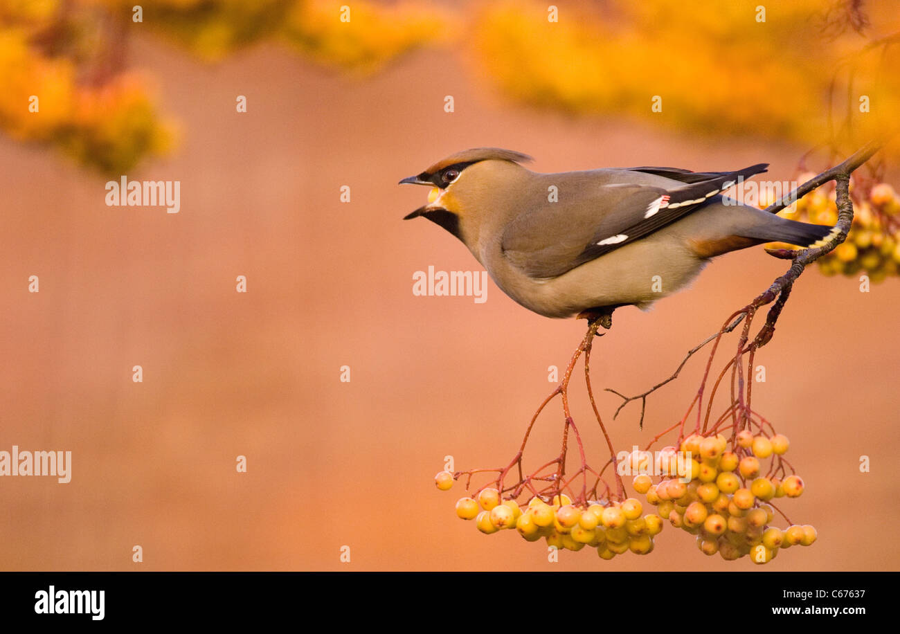 WAXWING Bombycilla garrulus  An adult perched in a distinct, yellow variety of rowan Nottinghamshire, UK Stock Photo