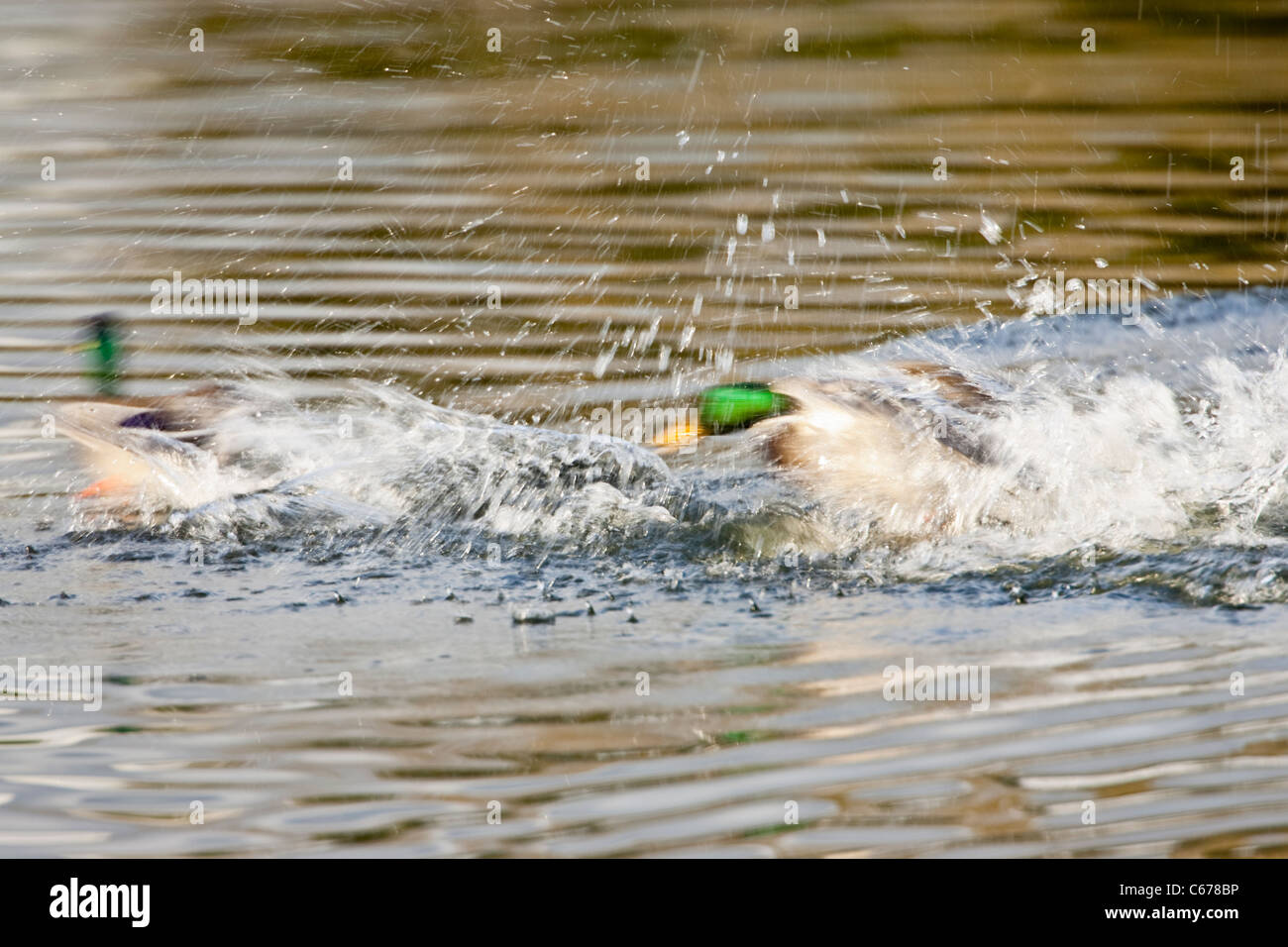 Two Male Mallard Ducks, Anas platyrhynchos, fighting in the water Stock Photo