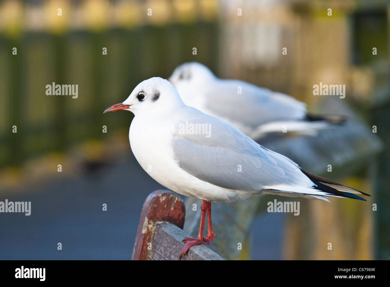 Two Black-headed Gull Larus ridibundus, in winter plumage, sitting on the back of a wooden bench Stock Photo