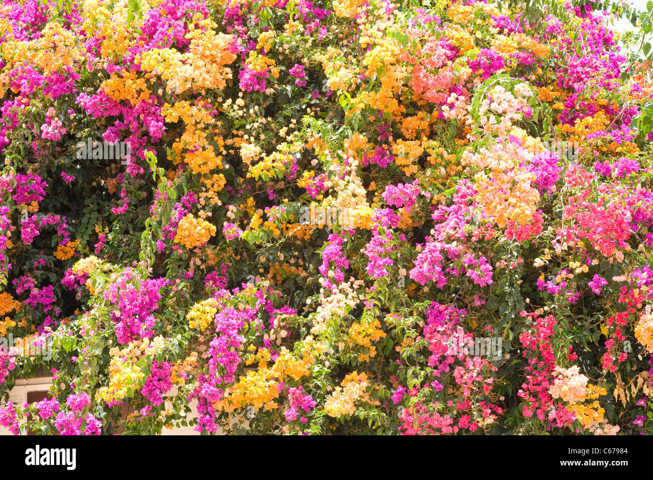 Spanish Bougainvillea wall of colour Stock Photo