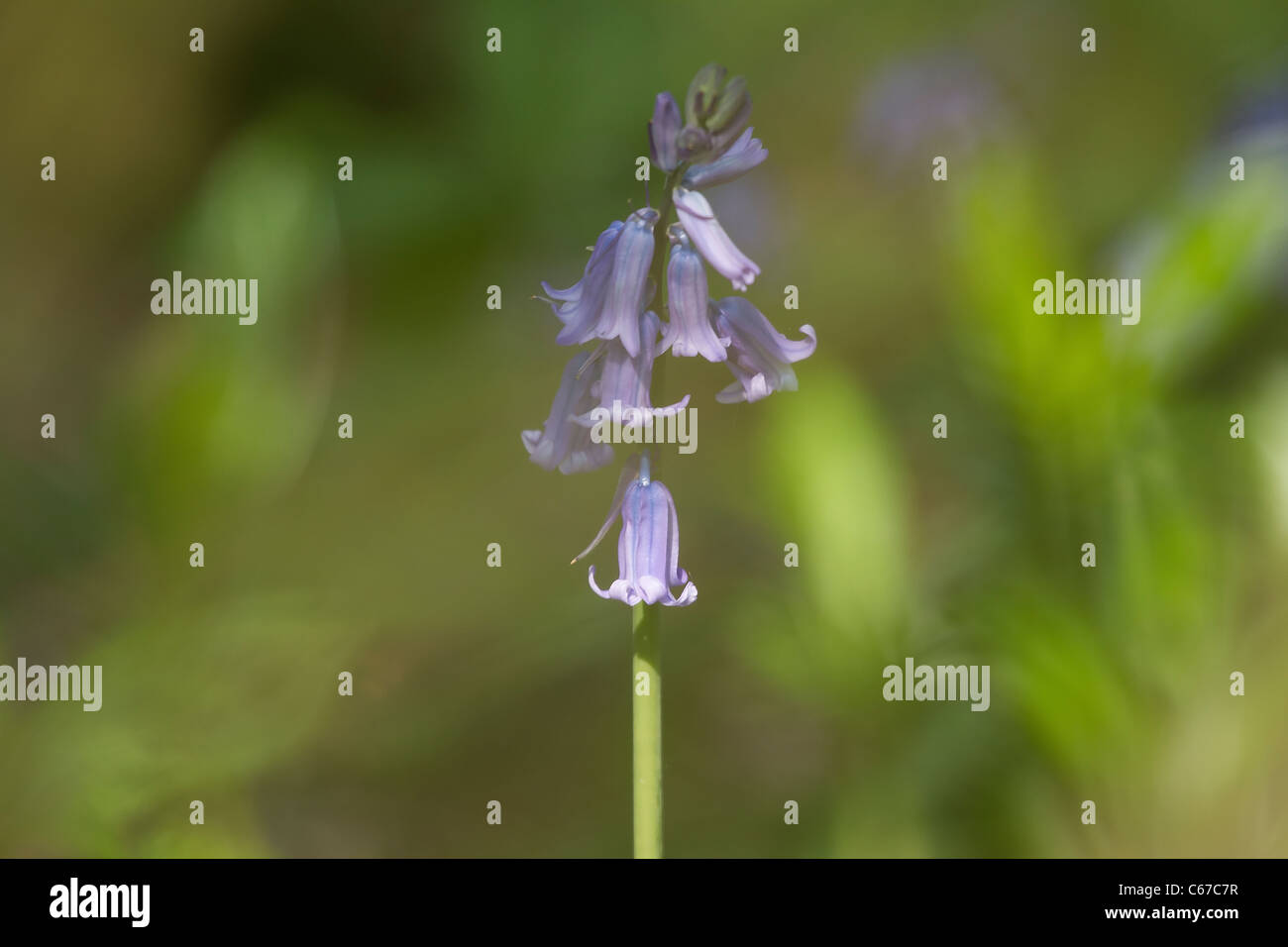 A single Bluebell Stock Photo