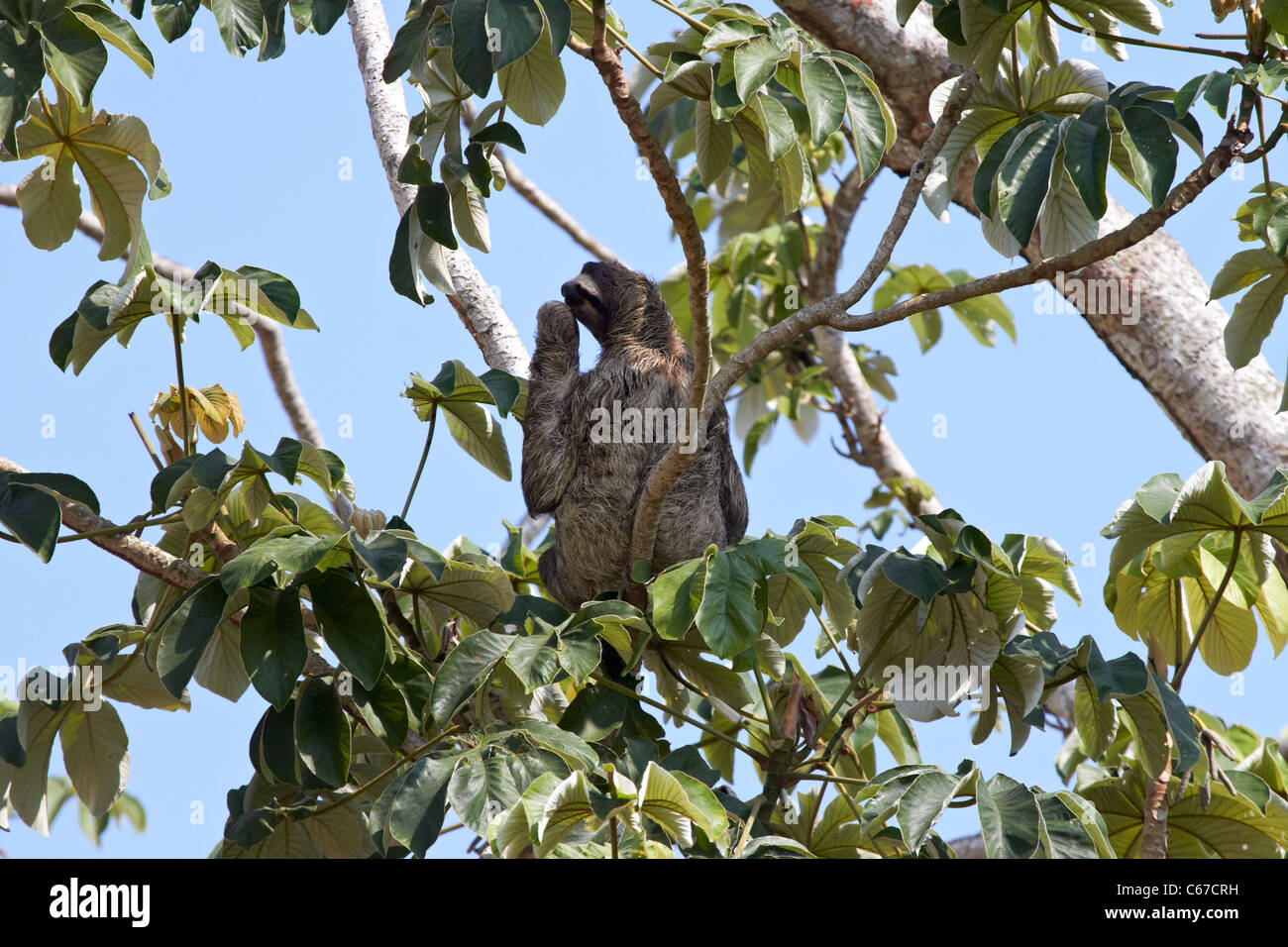 Three toed Sloth in tree Stock Photo
