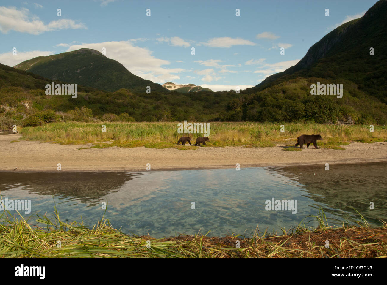Brown bears along Kinak river, Katmai NP, Alaska Stock Photo
