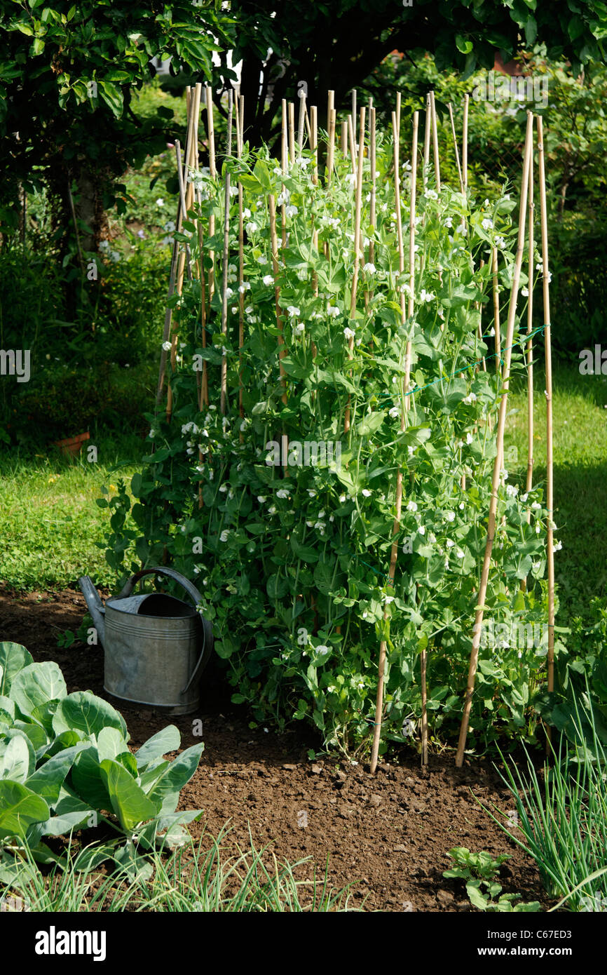 Bamboo garden stakes hi-res stock photography and images - Alamy