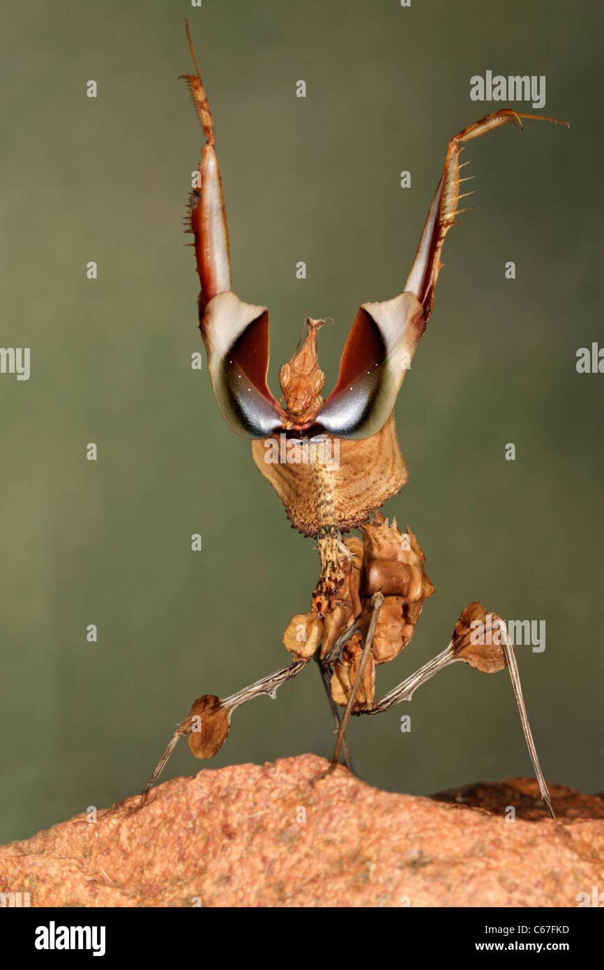 Devil's Flower Mantis (Idolomantis diabolica) Threat Display Stock Photo