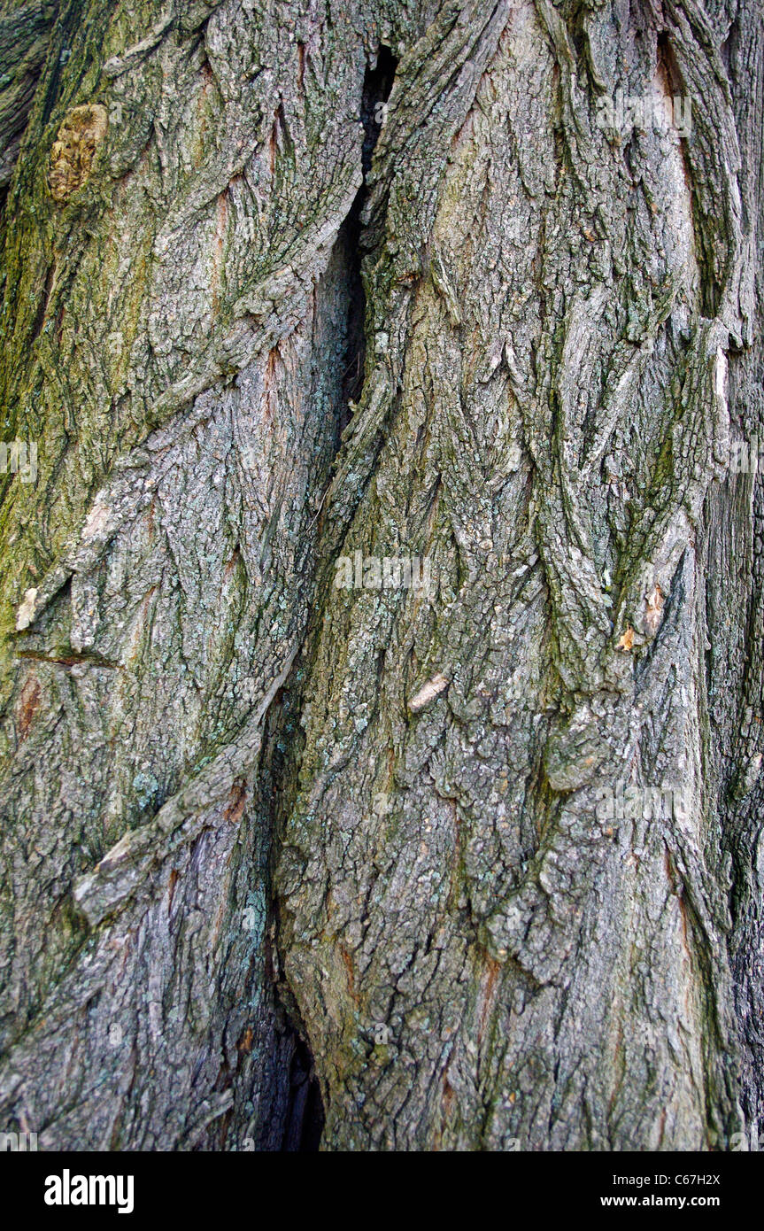 Close up of tree bark, American Elm (Ulmus americana L. Stock Photo