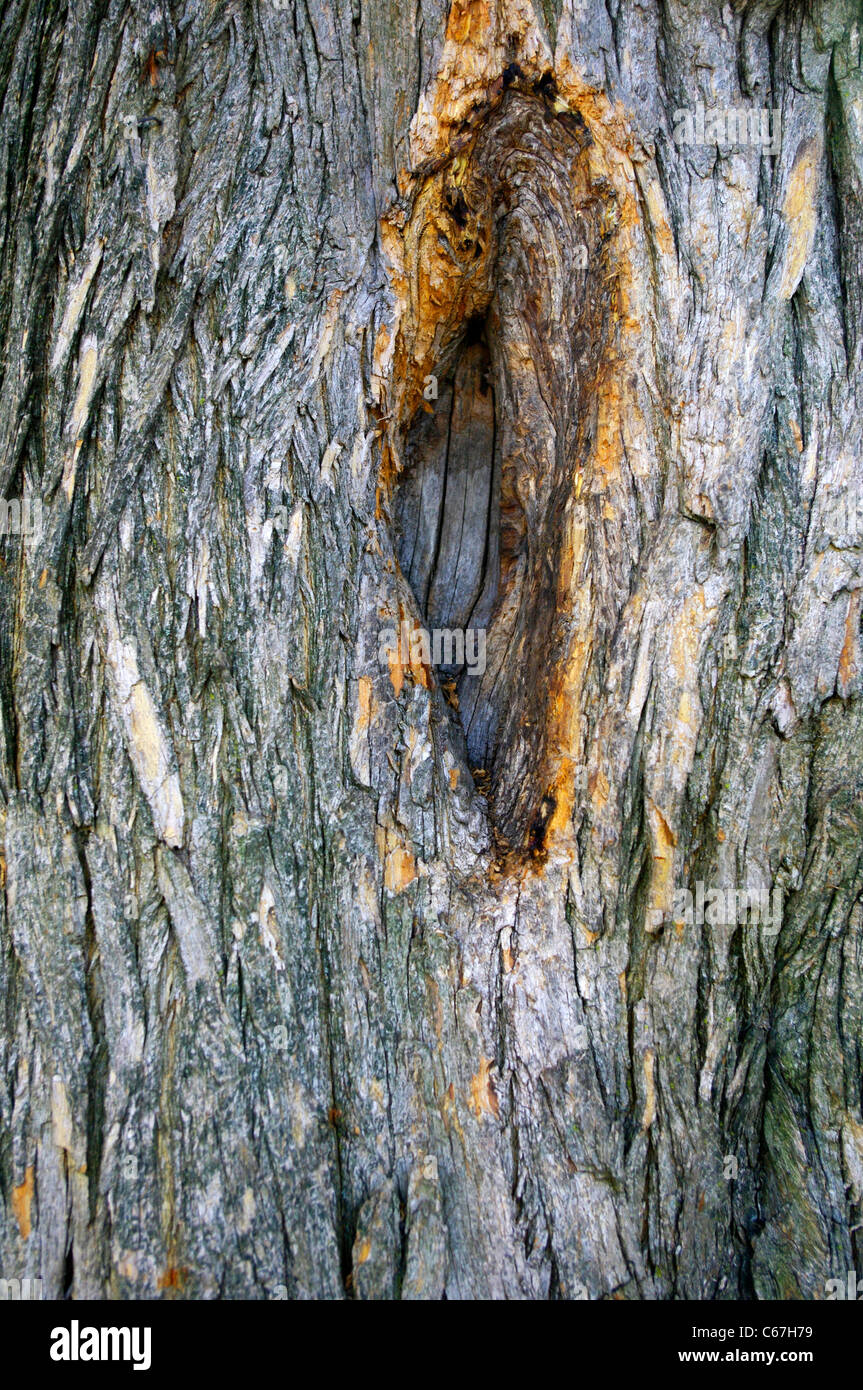 close up of bark of Osage Orange (Maclura pomifera (Ras.) Schneidegger) tree trunk. Stock Photo