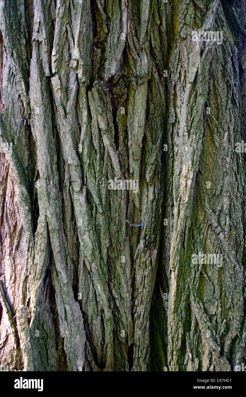 American Elm (Ulmus americana L.) close up of tree trunk bark. Stock Photo