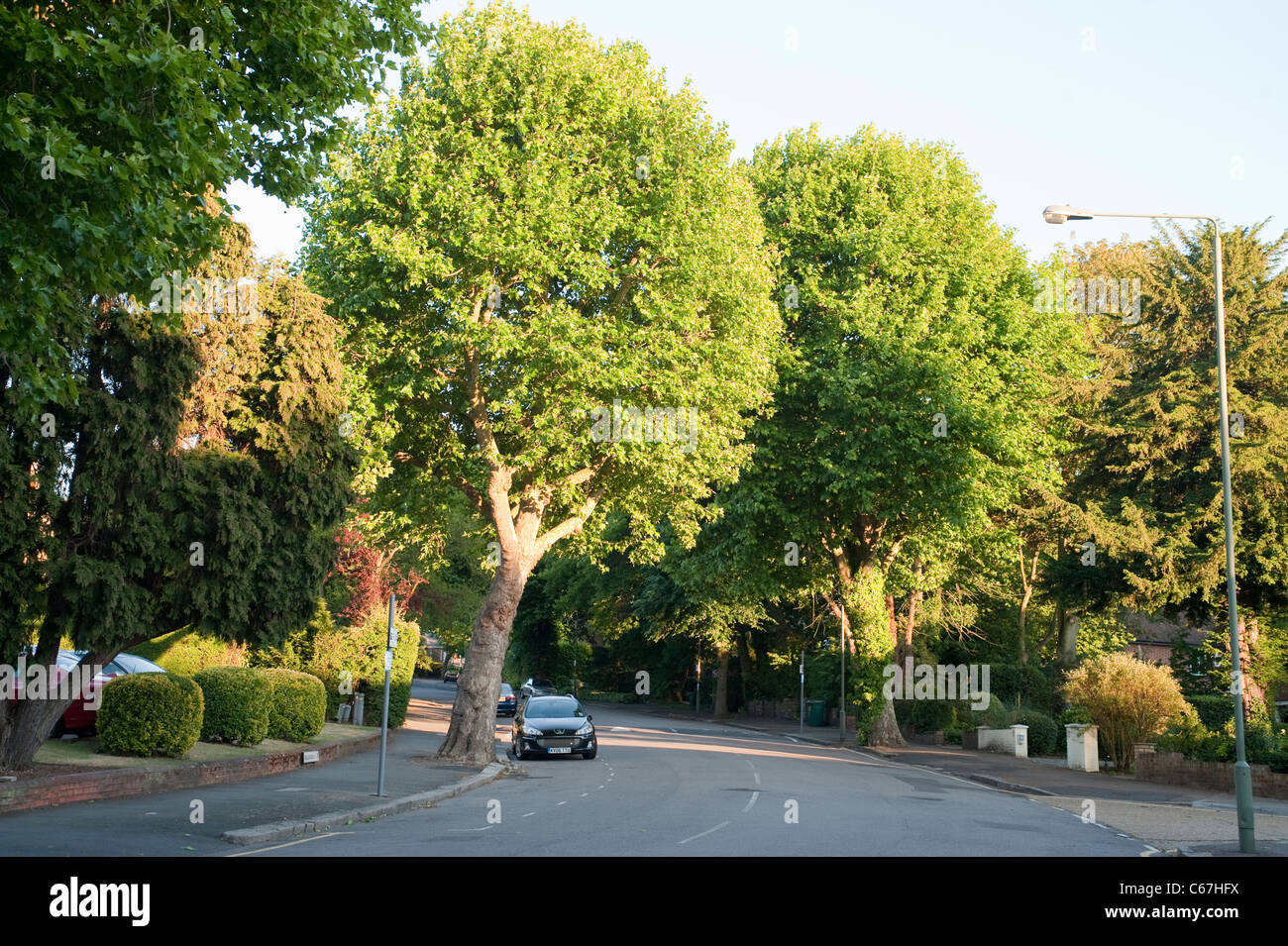 Tree lined street in London suburb of Finchley, Dollis Avenue, N3 Stock