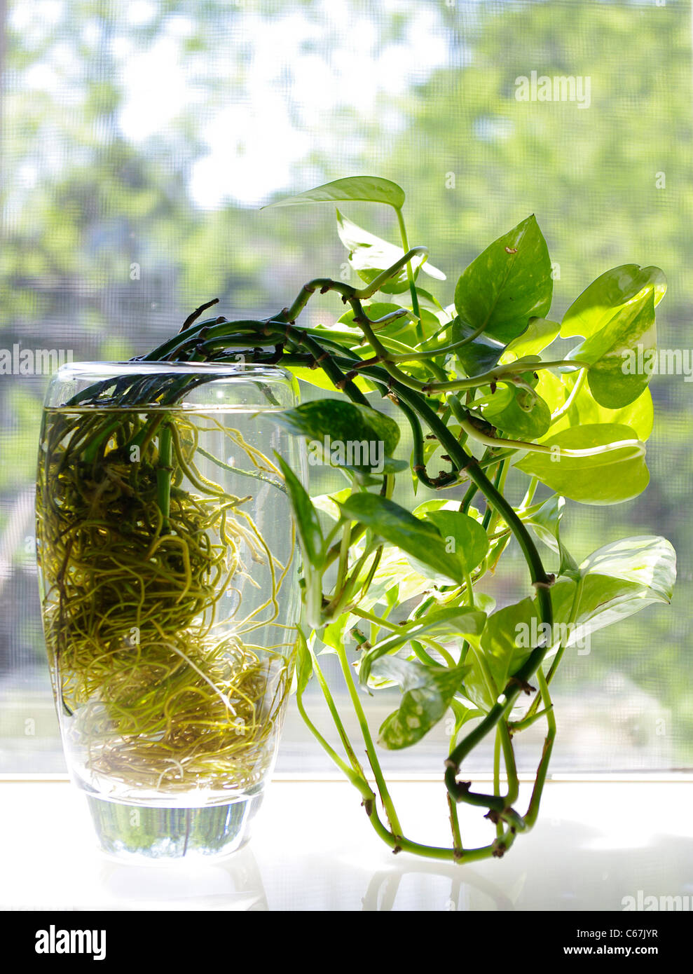 Common veriegated heart leaf Philodendron rooted hydroponically (Philodendron  scandens oxycardium Stock Photo - Alamy, image size:989x1390