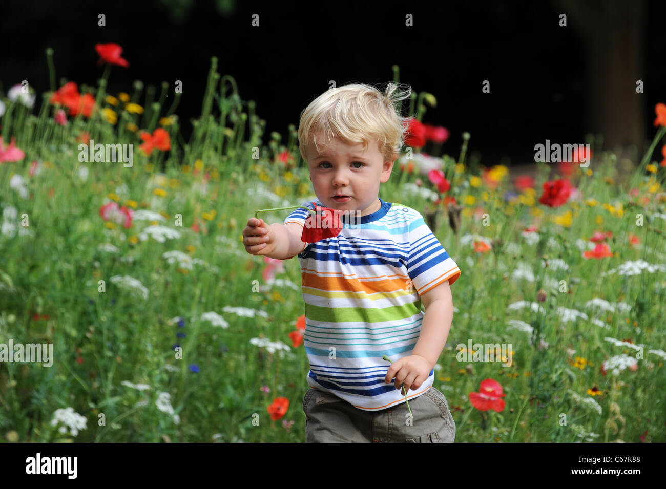 Young boy playing in wild flower meadow Uk Stock Photo