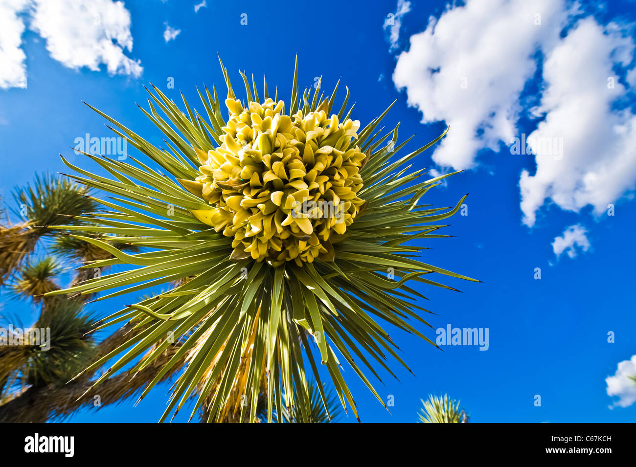 The Joshua Tree, the largest of the yuccas, grows only in the Mojave