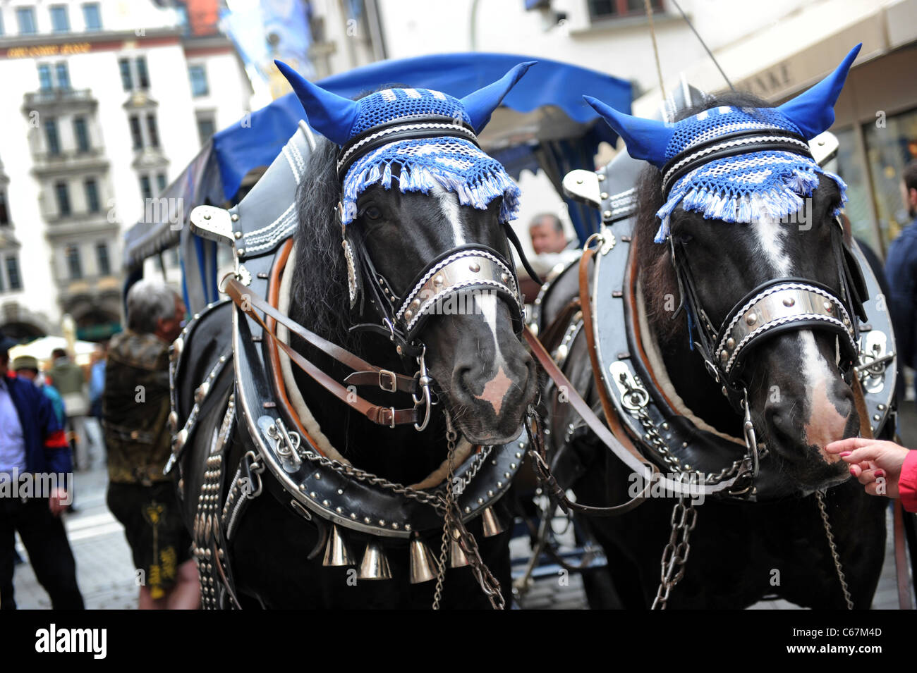 Bavarian draft horses Munich Bavaria Germany Munchen Deutschland Stock Photo