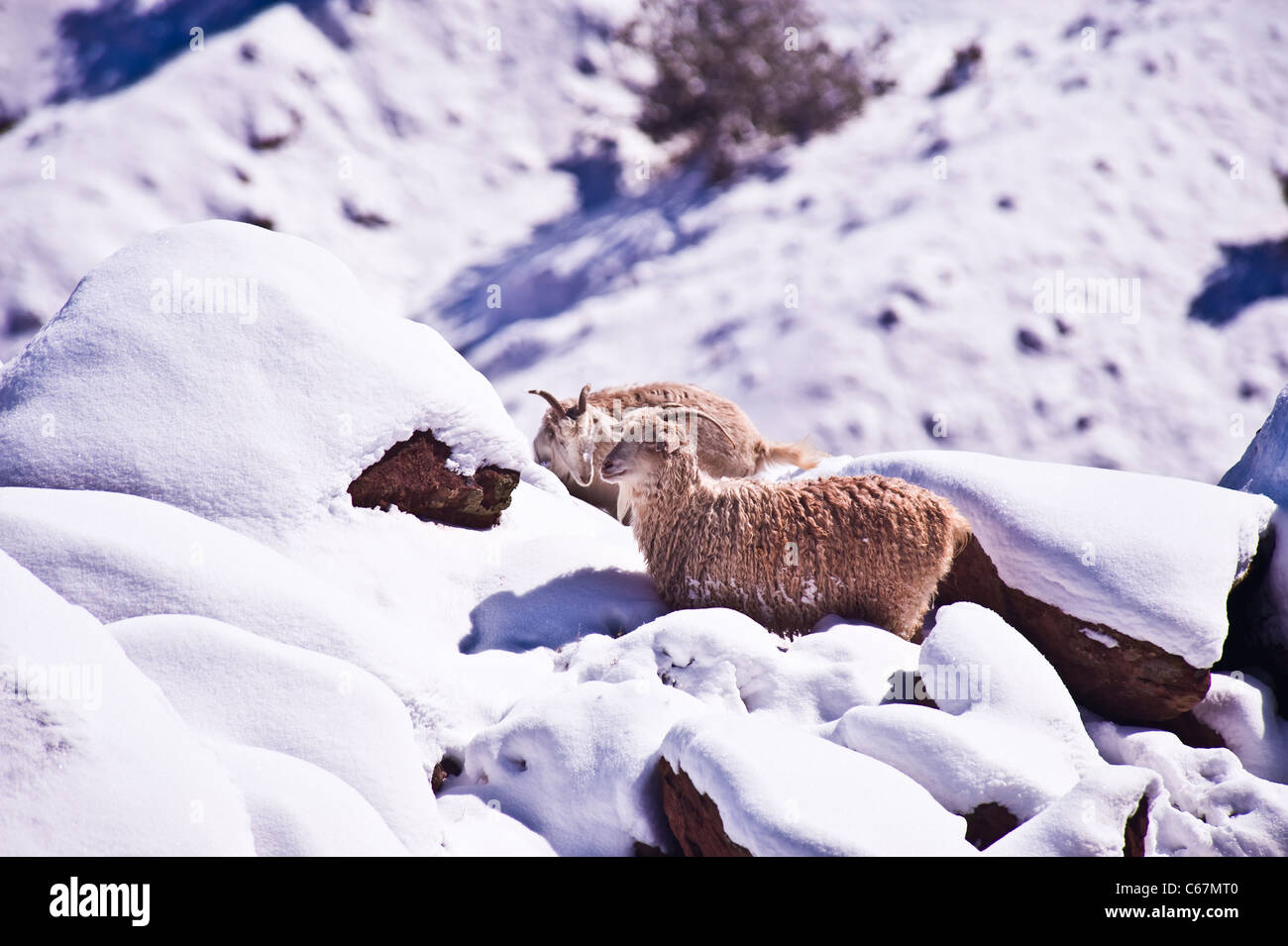 The Navajo-Churro, or Churro for short, is a breed of domestic sheep originating with the Spanish Churra sheep. Stock Photo