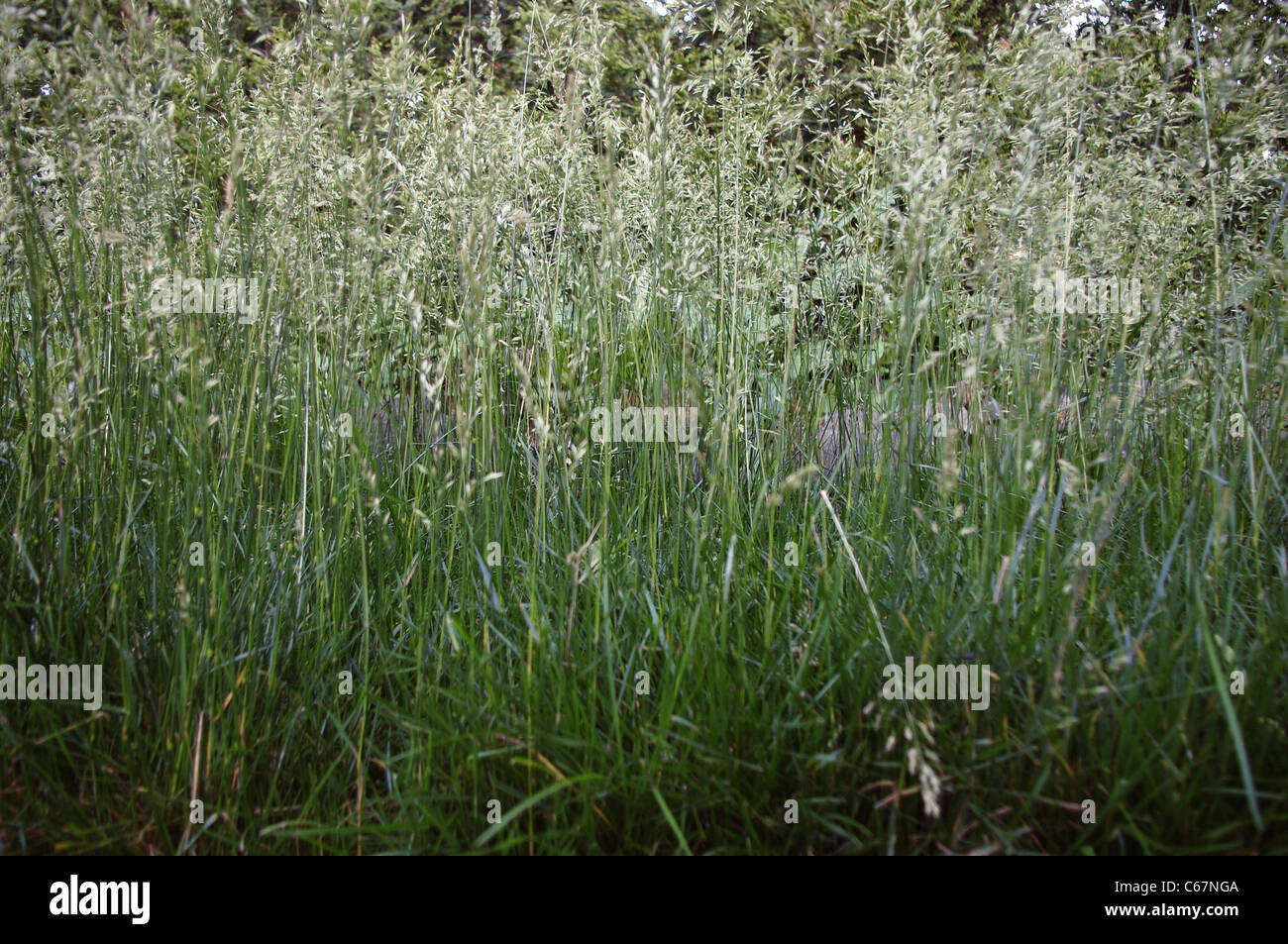 Tall Oat Grass (Arrhenatherum elatius (L.) Beauv.) a common perennial tall grass viewed from the side. Stock Photo