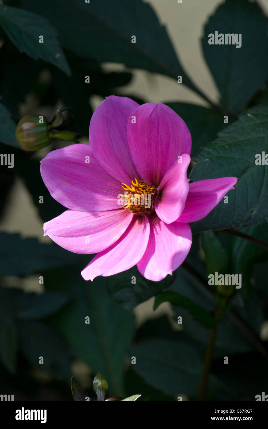 Mauve dahlia 'Bishop of Leicester'... Stock Photo