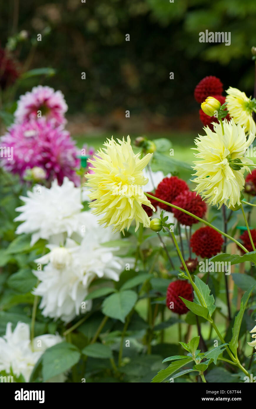 mixed garden dahlias... Stock Photo