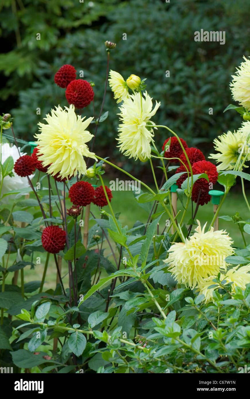 Red dahlia 'Bell Boy', with yellow dahlia, 'J S Bach' Stock Photo