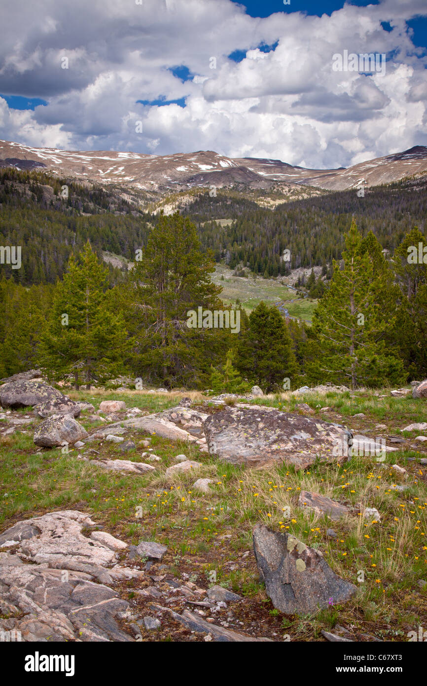 meadow and Middle Tensleep Creek, Cloud Peak Wilderness, Bighorn National Forest, Wyoming Stock Photo