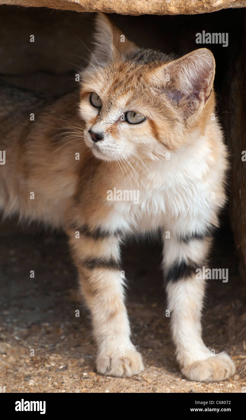Male Arabian sand cat Stock Photo Alamy