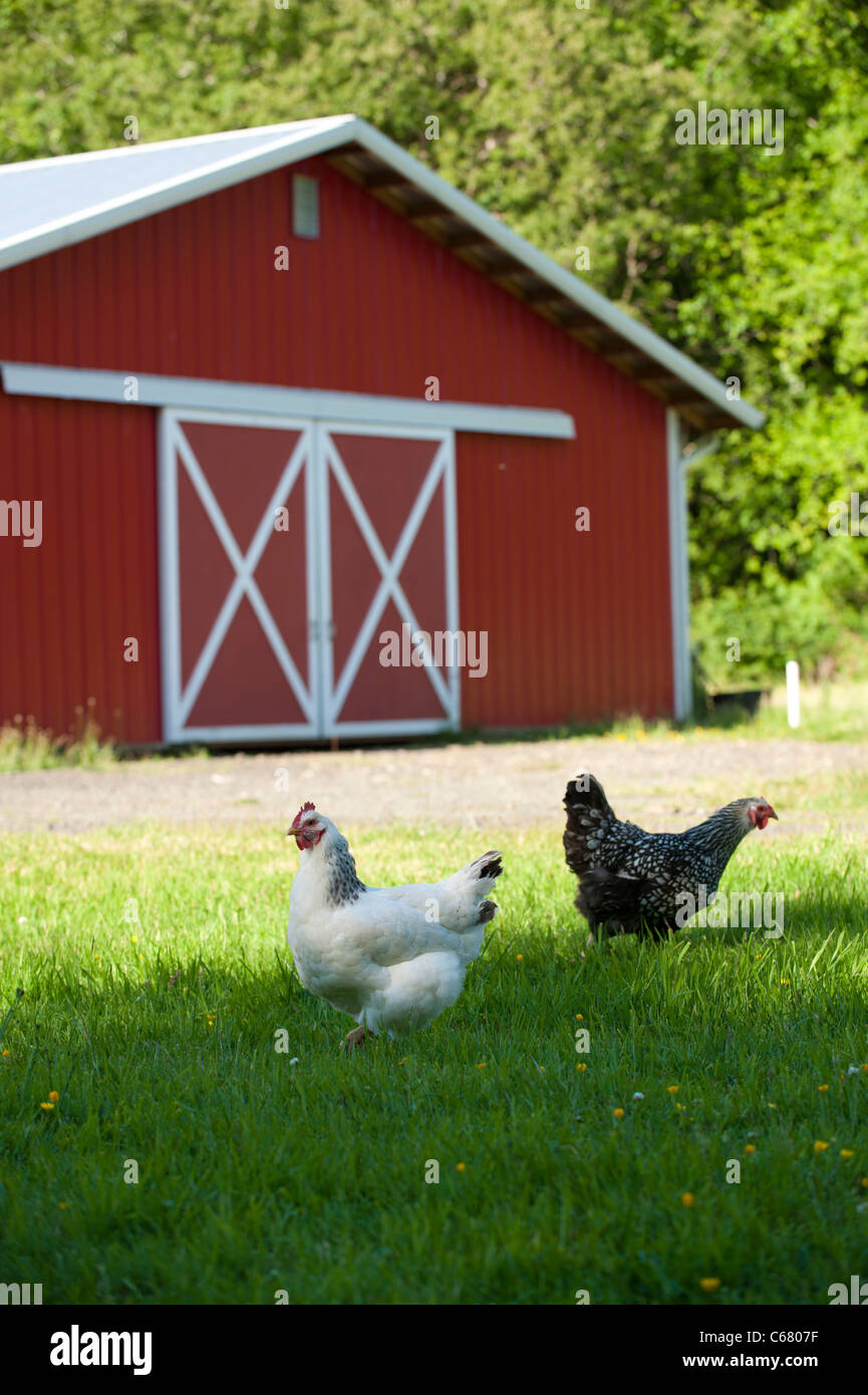 Chickens on a farm with red barn Stock Photo 38284499 Alamy