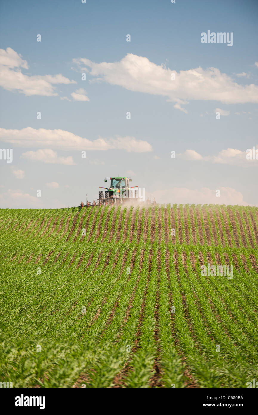 A farmer drives a tractor through his corn field in Idaho in Summer Stock Photo