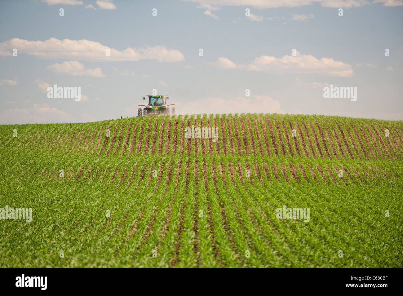 A farmer drives a tractor through his corn field in Idaho in Summer Stock Photo