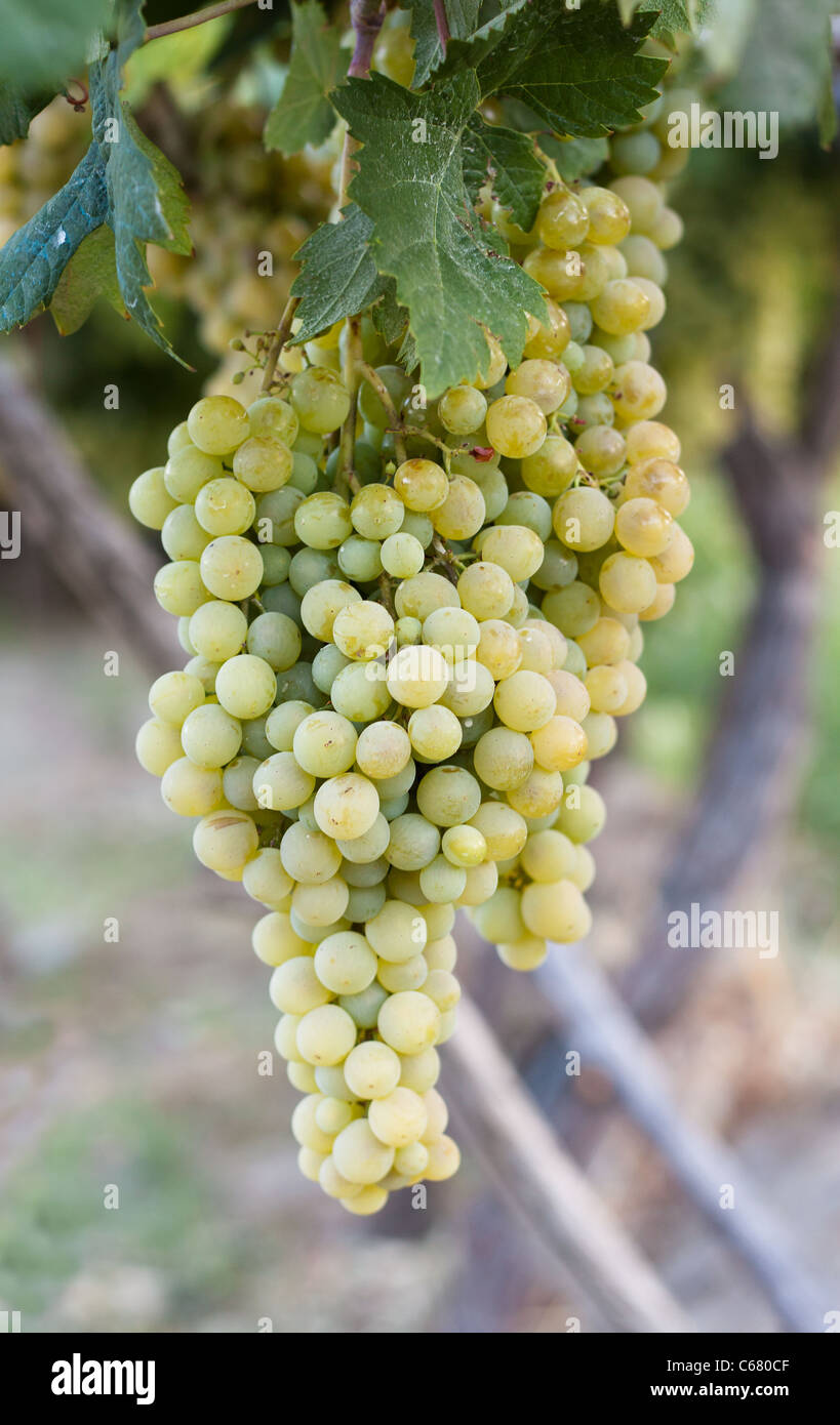 Clusters of white grapes hanging on a vine in Spain Stock Photo Alamy
