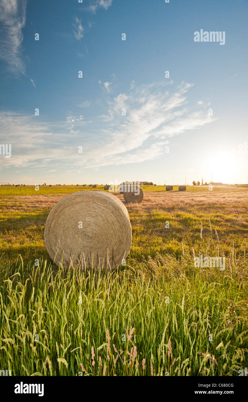 Hay bales in a field on a farm in Southcentral Idaho Stock Photo