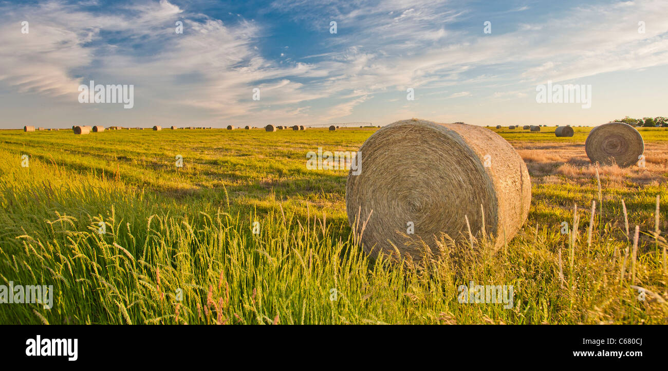 Hay bales in a field on a farm in Southcentral Idaho Stock Photo