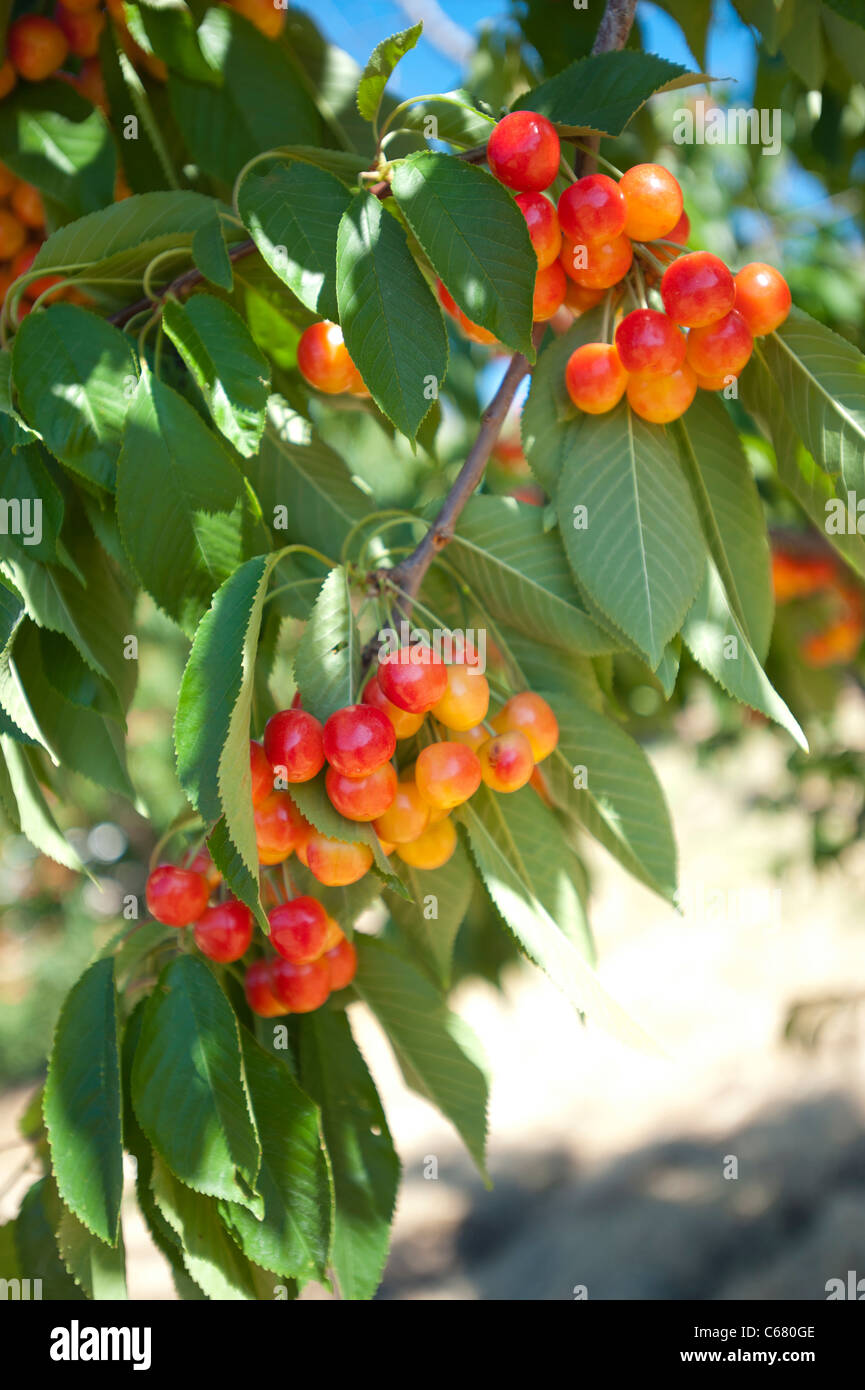 The cherry orchard hi-res stock photography and images - Alamy