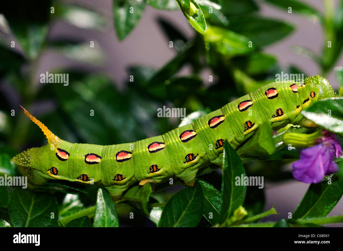 caterpillar large green horned Stock Photo Alamy
